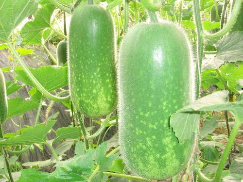 吃瓜在线图片,吃瓜群众视角下的娱乐圈风云录