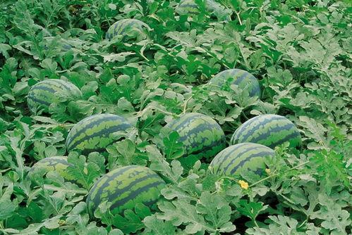 汾阳吃瓜现场,全民围观，热闹非凡的夏日街头盛事