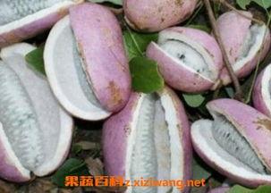 孕妇梦见摘八月瓜送人吃,孕妇八月瓜送人，寓意美好未来