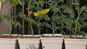 吃哈密瓜葡萄视频,一场视觉与味蕾的双重盛宴